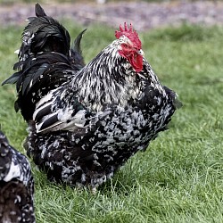 Black mottled/spangled cockerel