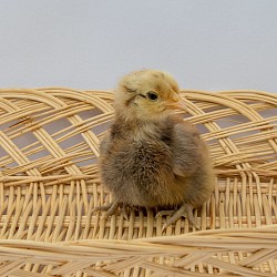 Jubilee chick