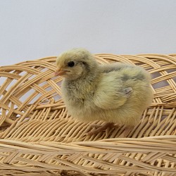 Lavender cuckoo chick