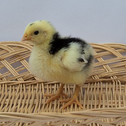 Black mottled/spangled chick