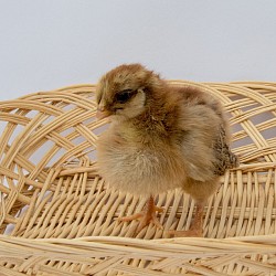 Partridge chick