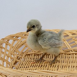 Lavender chick