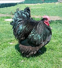 Black cockerel