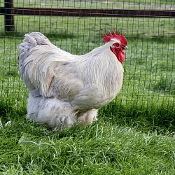 Isabel cockerel