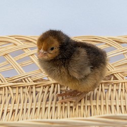 Gold laced chick