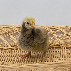 Silver laced chick