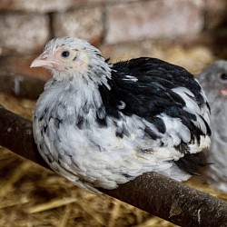 Black mottled pullet  10 - 14 weeks