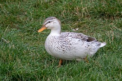 Miniature Silver Appleyard duck