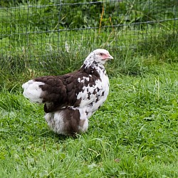 Chocolate mottled pullet 14 - 16 weeks