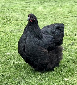 Black pullet