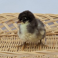 Chick