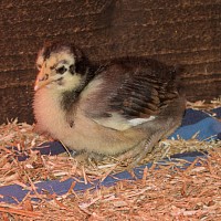 Chick 2 weeks old