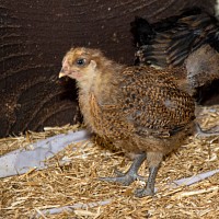 Chick 4 weeks