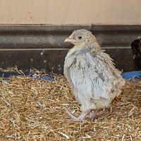 Chick 5 weeks old