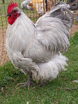 Lavender cockerel