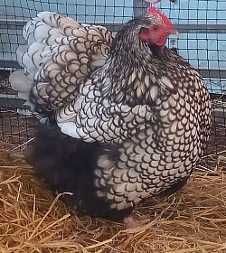 Silver laced hen