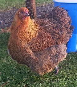 Partridge pullet POL