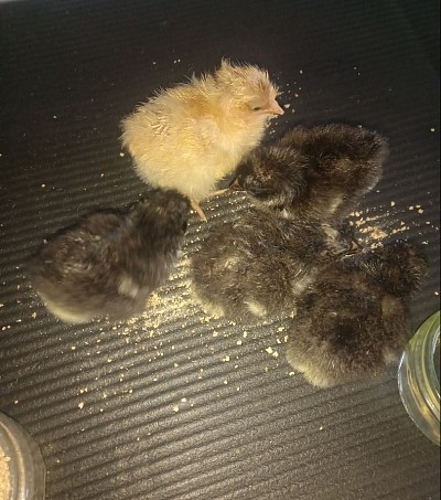 Chicks