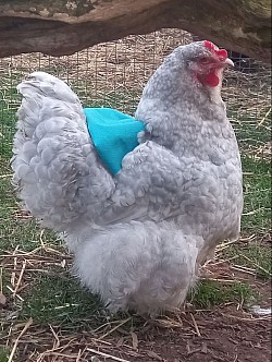 Lavender cuckoo hen