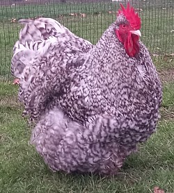 Black cuckoo cockerel