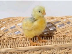 Lavender mottled chick