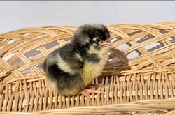 Black cuckoo chick