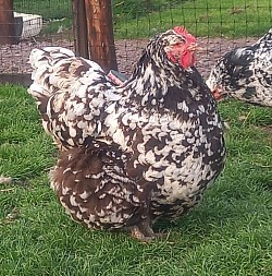 Chocolate mottled hen