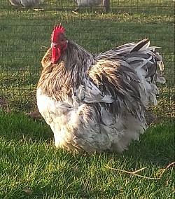 Splash cockerel