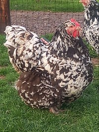 Chocolate mottled hen