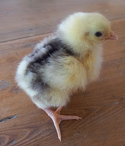 Chocolate mottled chick