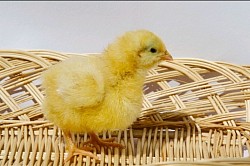 Lemon cuckoo chick