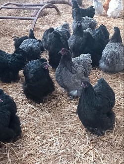 Blue and black pullets