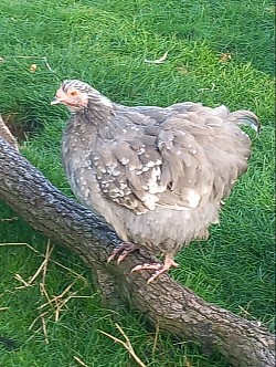 Lavender mottled pullet