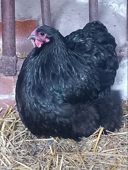 Black hen