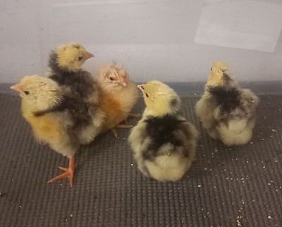 Chicks