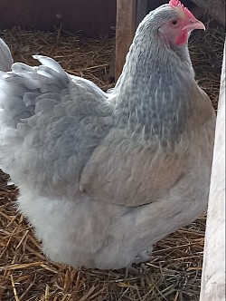 Isabel hen