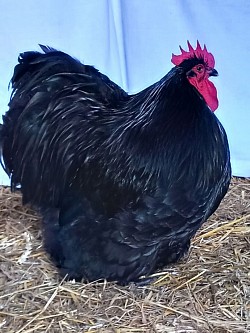 Black cockerel