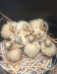 Ducklings