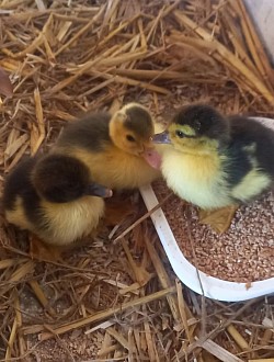 Muscovy ducklings