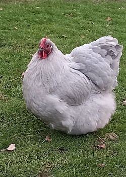 Lavender hen