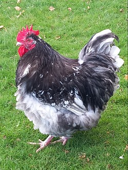 Blue mottled cockerel