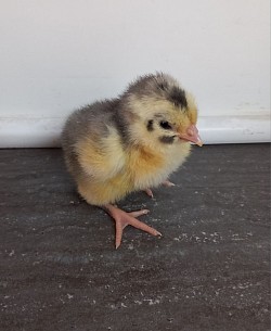 Blue mottled chick