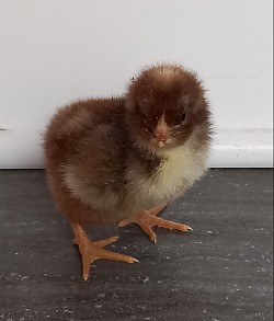 Chocolate cuckoo chick