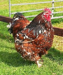 Jubilee cockerel