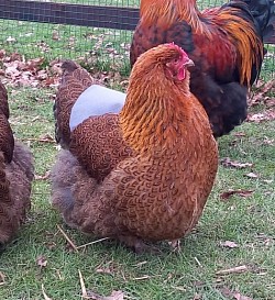 Partridge hen