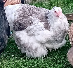 Blue mottled pullet