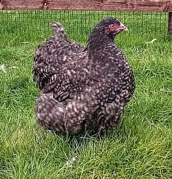 Black Cuckoo pullet 14 - 16 weeks