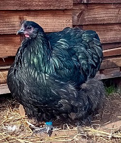 Black pullet 16 - 20 weeks