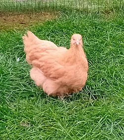 Buff pullet 10 - 14 weeks