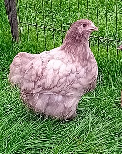 Mauve pullet 10 - 14 weeks